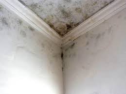 Why You Should Choose Our Mold Remediation Services in (206) 803-13630