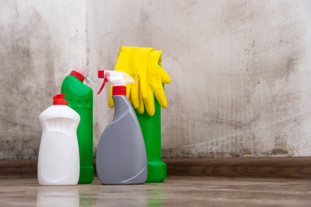 Reliable Lomita, CA Mold Remediation Solutions